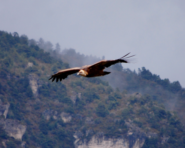 Millau vulture bird